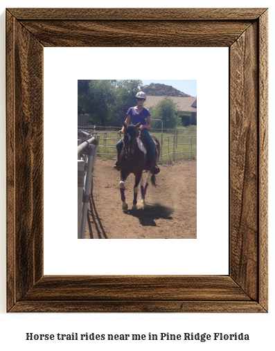 horse trail rides near me in Pine Ridge, Florida